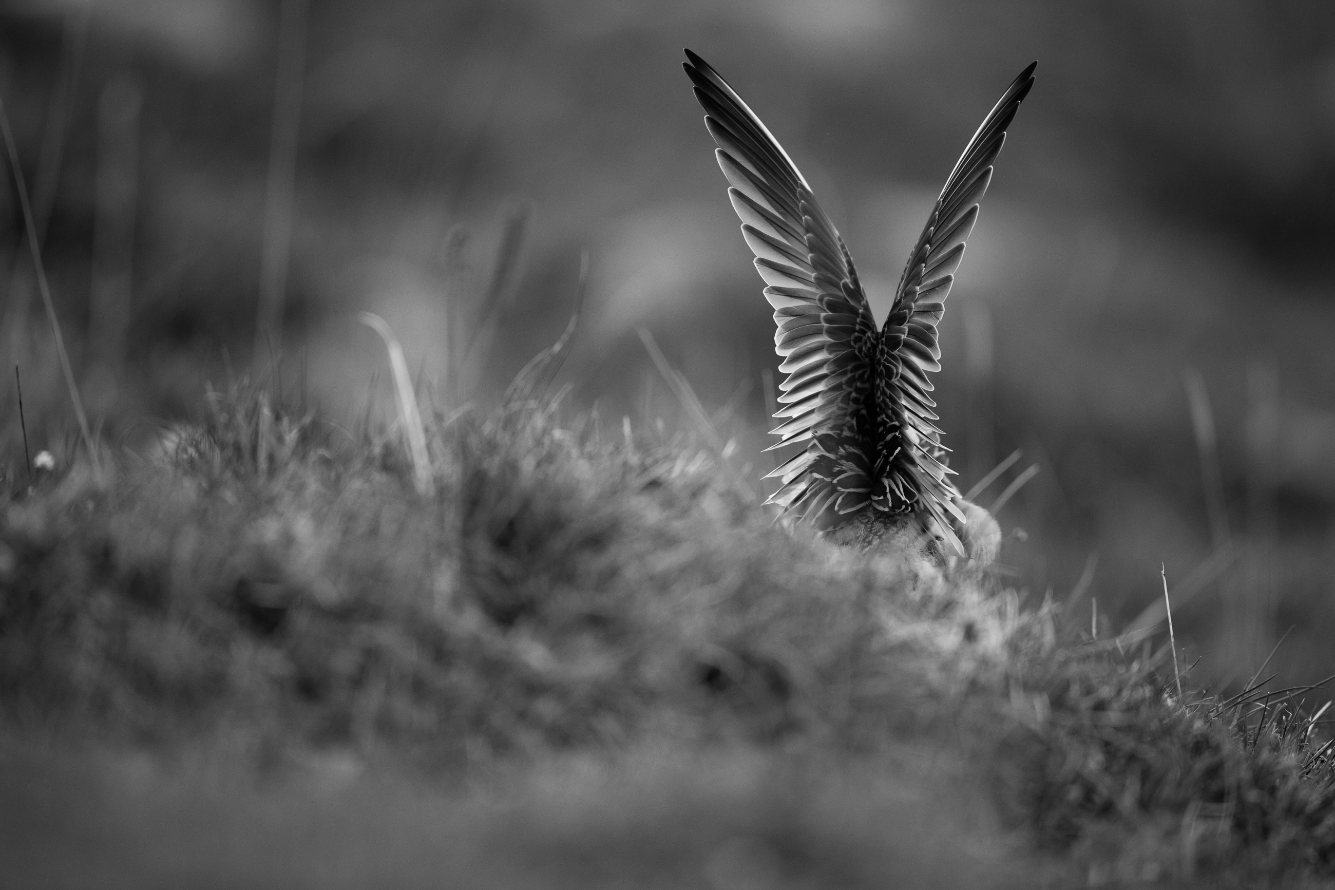 B&W flying Dotterel